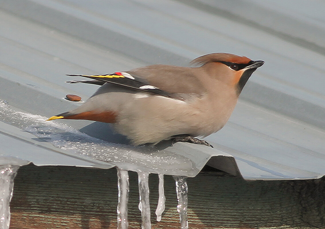 Лед вместо воды - Светлана Медведева Лед вместо воды - Светлана Медведева
