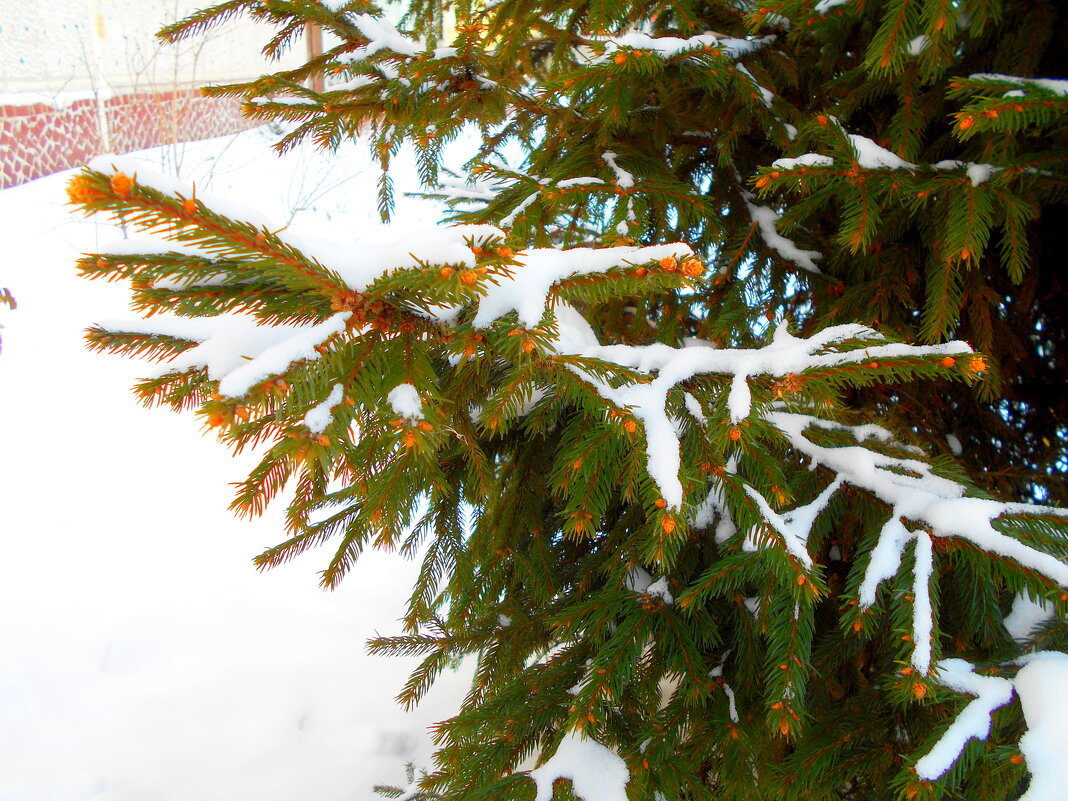 Дворовая ель - Игорь Чуев