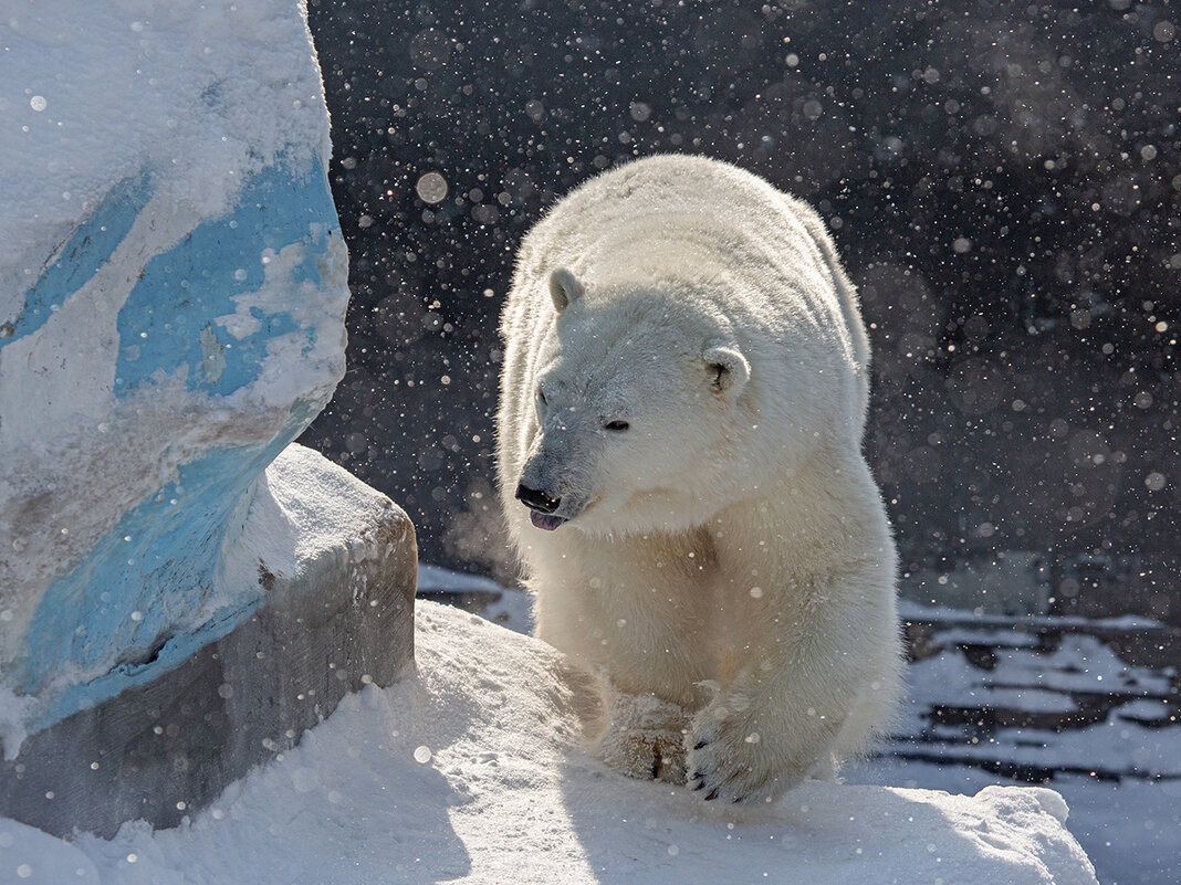 *** - Владимир Габов *** - Владимир Габов