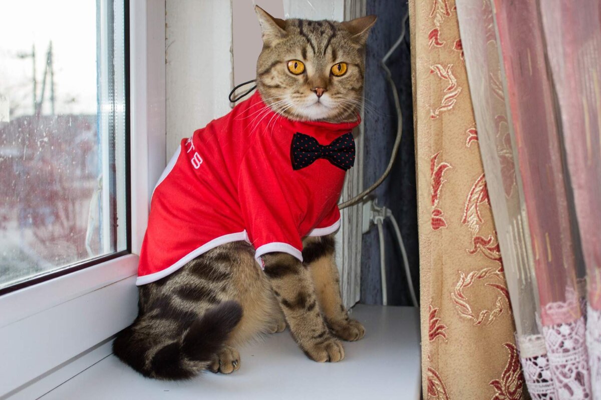 красавец. - Людмила Кузив-Ершова