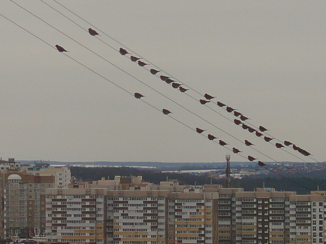 Партитура - Сеня Белгородский