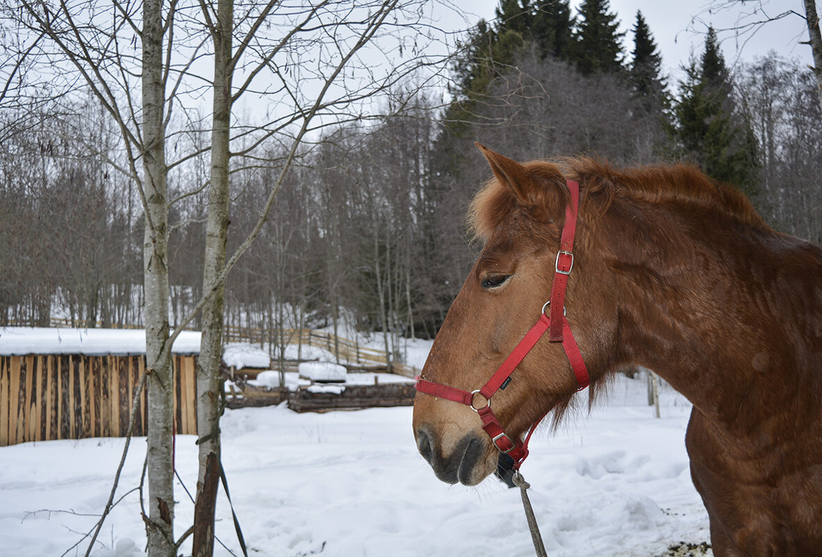 Скромница Марси. - Марина Никулина