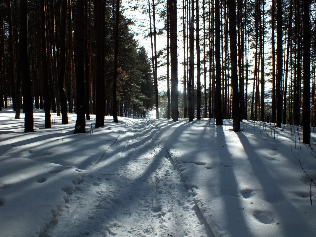 В лесу - Зоя Мишина