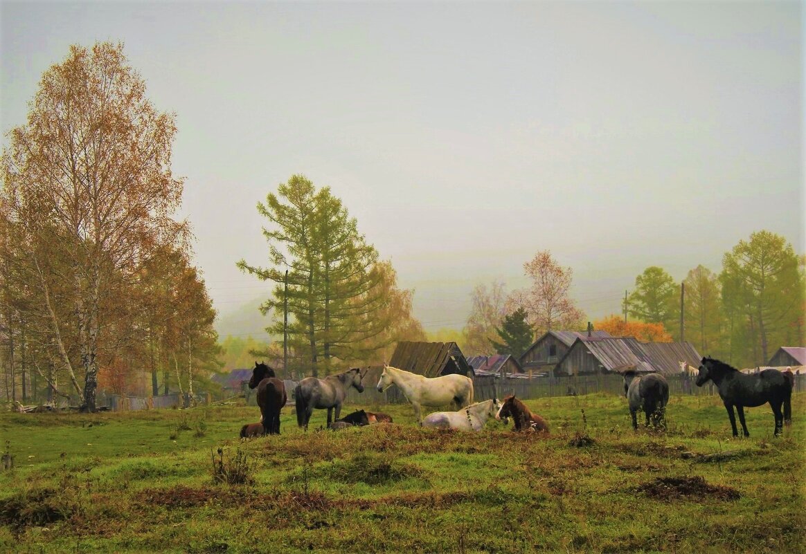 Сельское утро - Сергей Чиняев Сельское утро - Сергей Чиняев