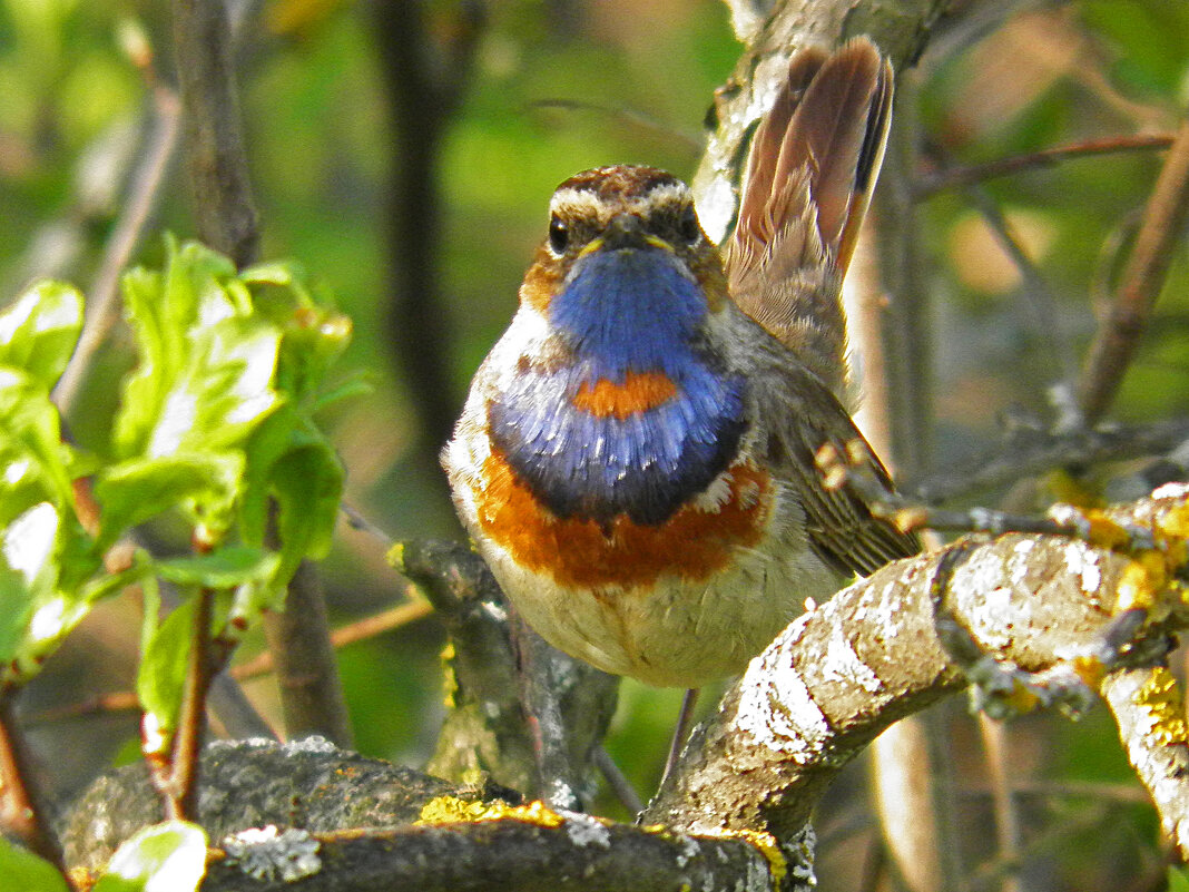 Варакушка - Константин Ординарцев Варакушка - Константин Ординарцев
