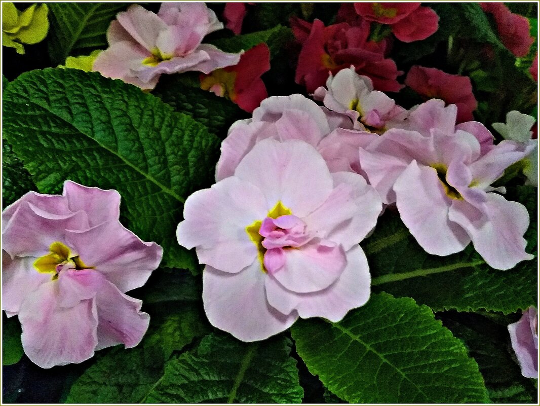 Примула. - Валерия Комова Примула. - Валерия Комова