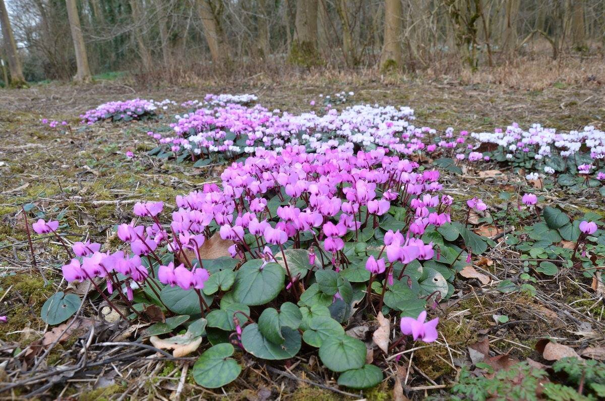 Розцвіло - Степан Карачко