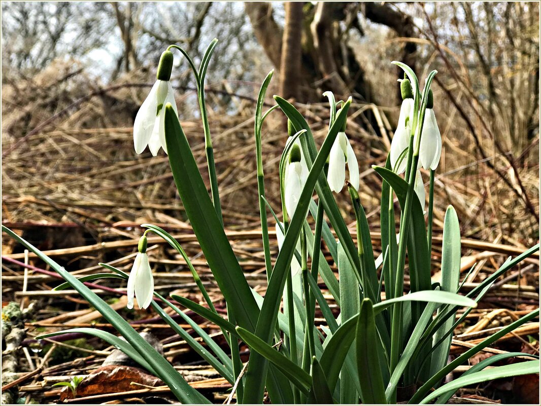 *** - Валерия Комова *** - Валерия Комова