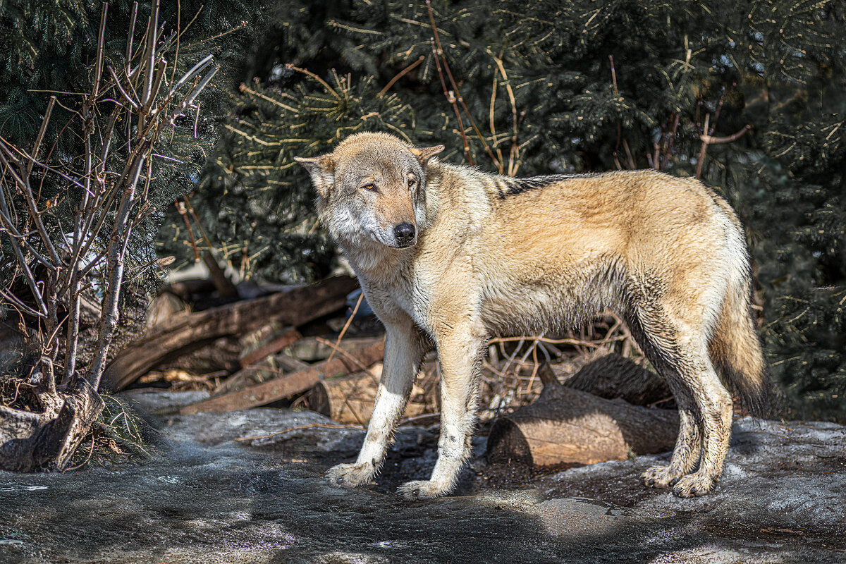Московский зоопарк - Борис Гольдберг