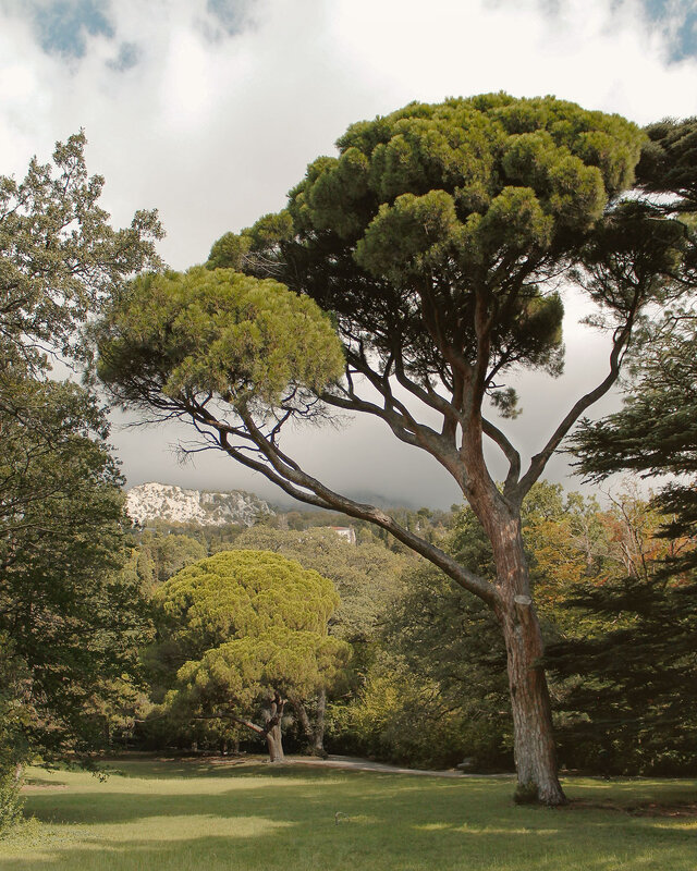 Итальянская пиния - Клара Пономаренко