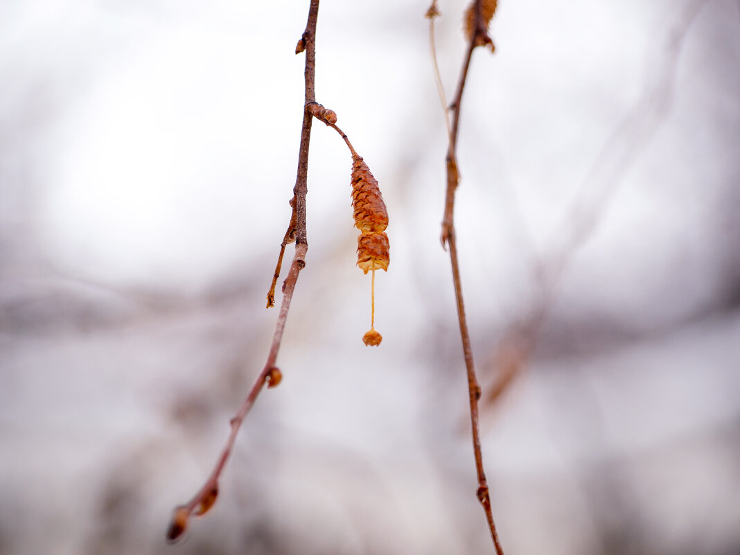 Серёжка... - Дмитрий 