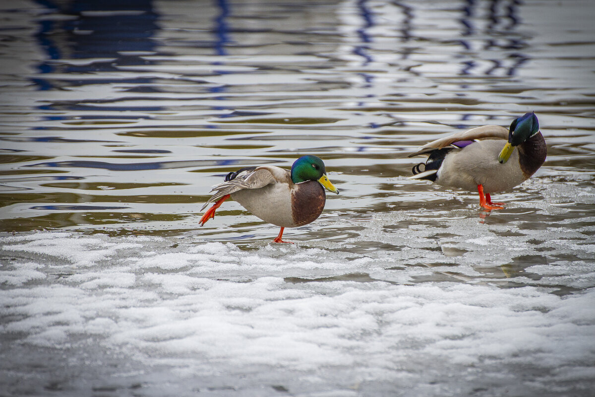 хватит чесаться, зарядку делай - Игорь 