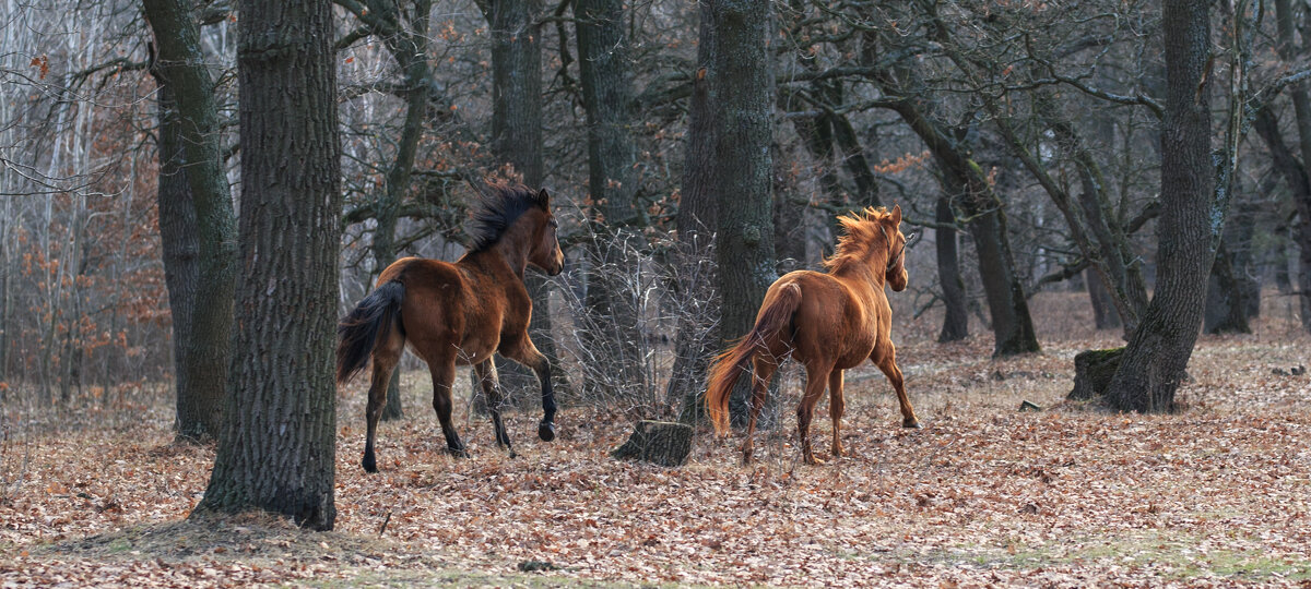 Кони, кони... - Олег Кони, кони... - Олег
