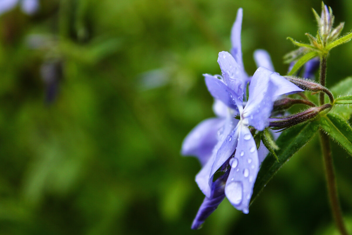 Климатис в каплях дождя - Екатерина Фетисова