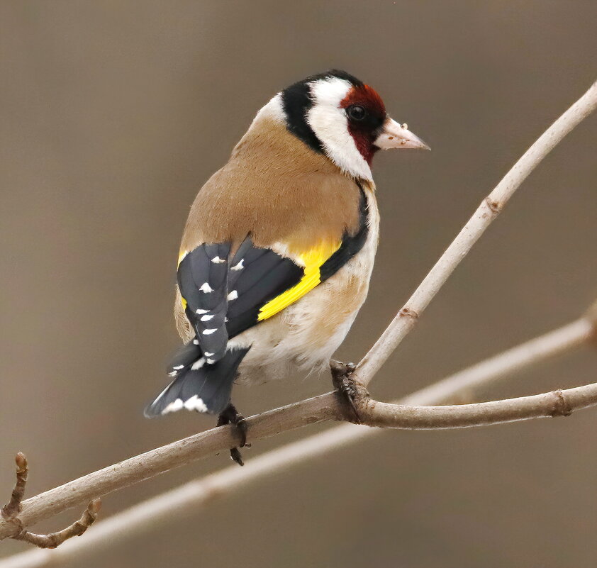 Щегол - Светлана Щегол - Светлана