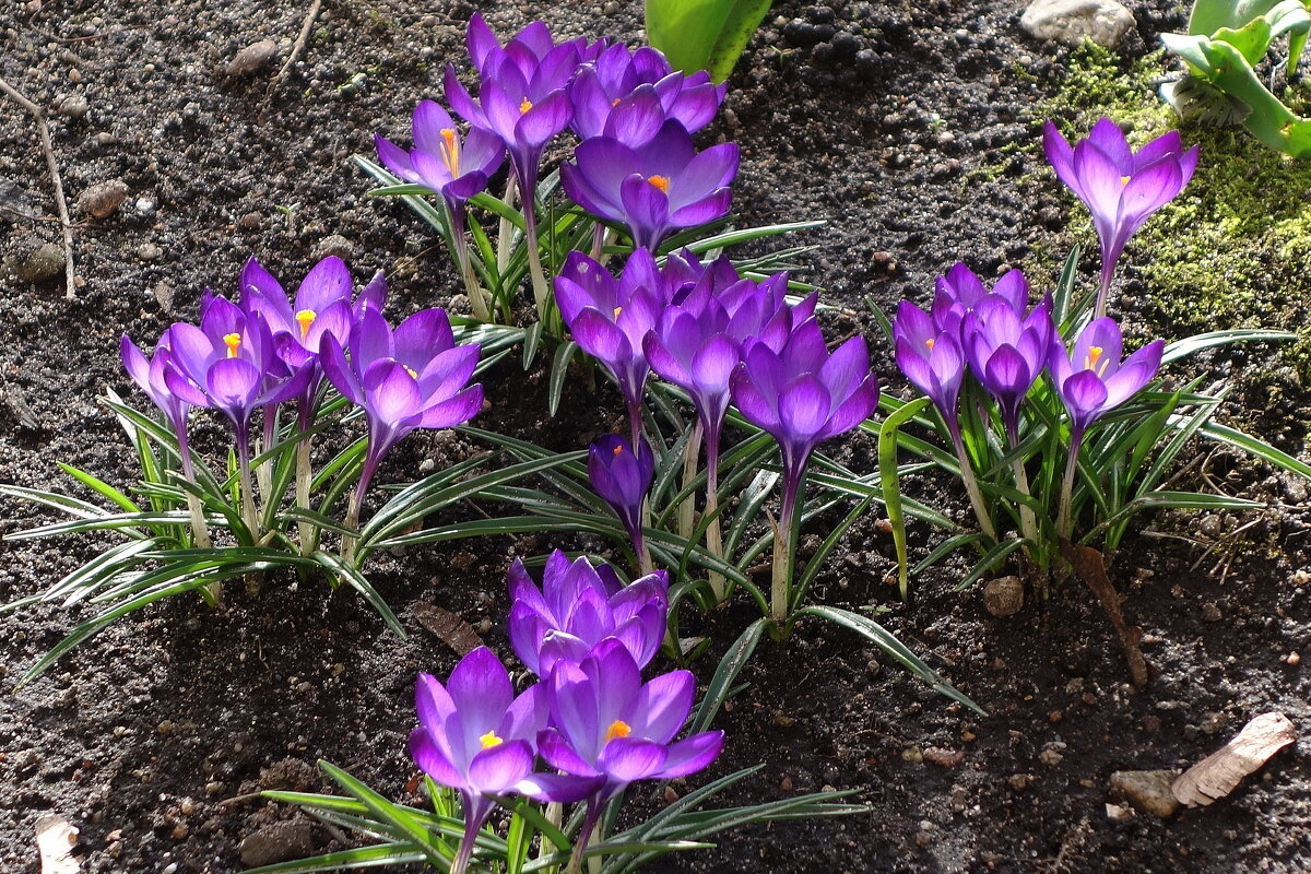 Крокусы - Маргарита Батырева