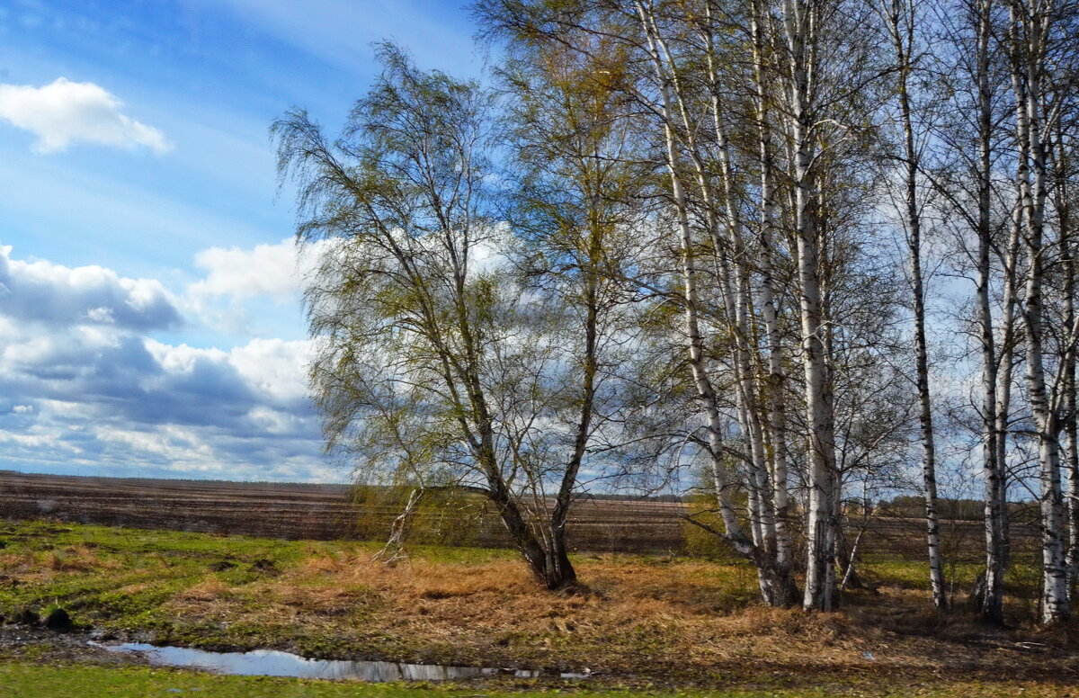 Природа просыпается... - Галина 