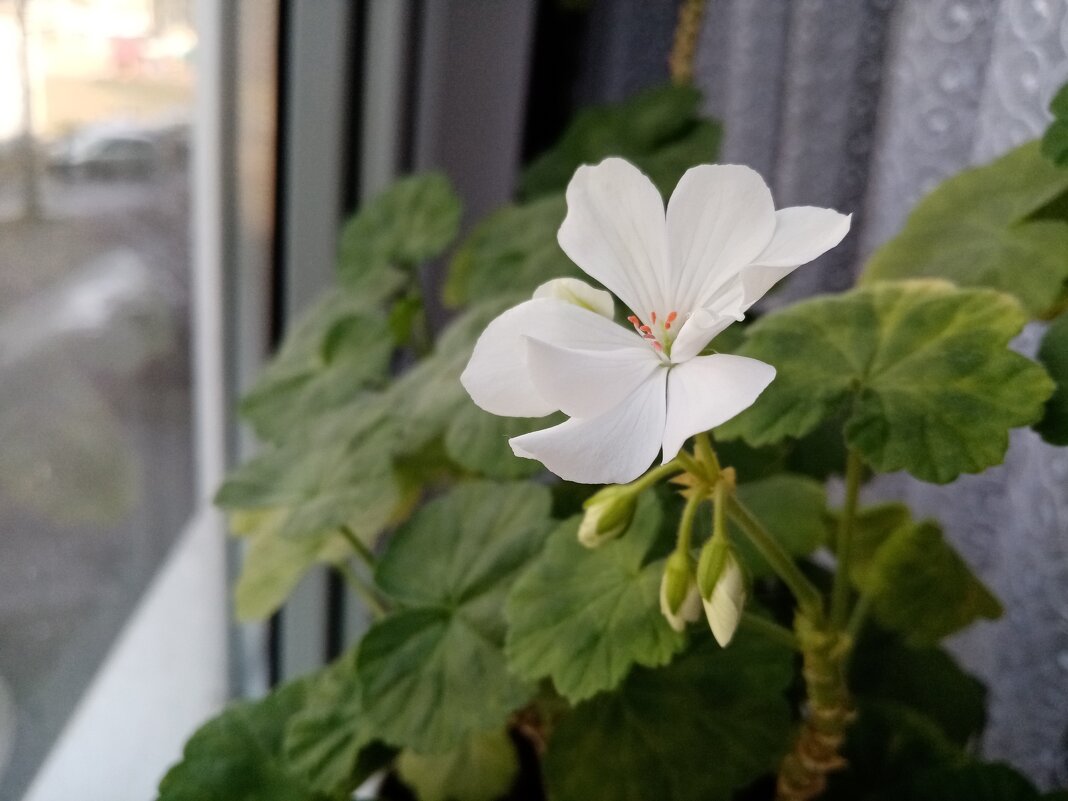 Цветы почуяли весну... - BoxerMak Mak Цветы почуяли весну... - BoxerMak Mak