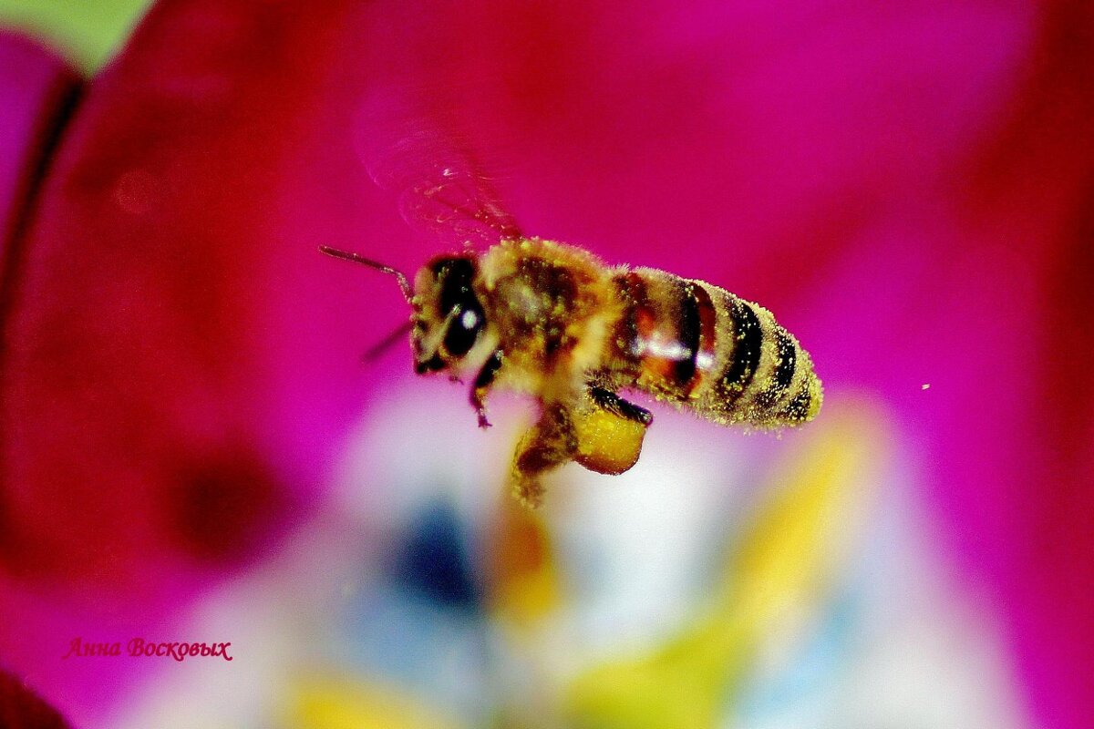 Труженица. - Восковых Анна Васильевна 