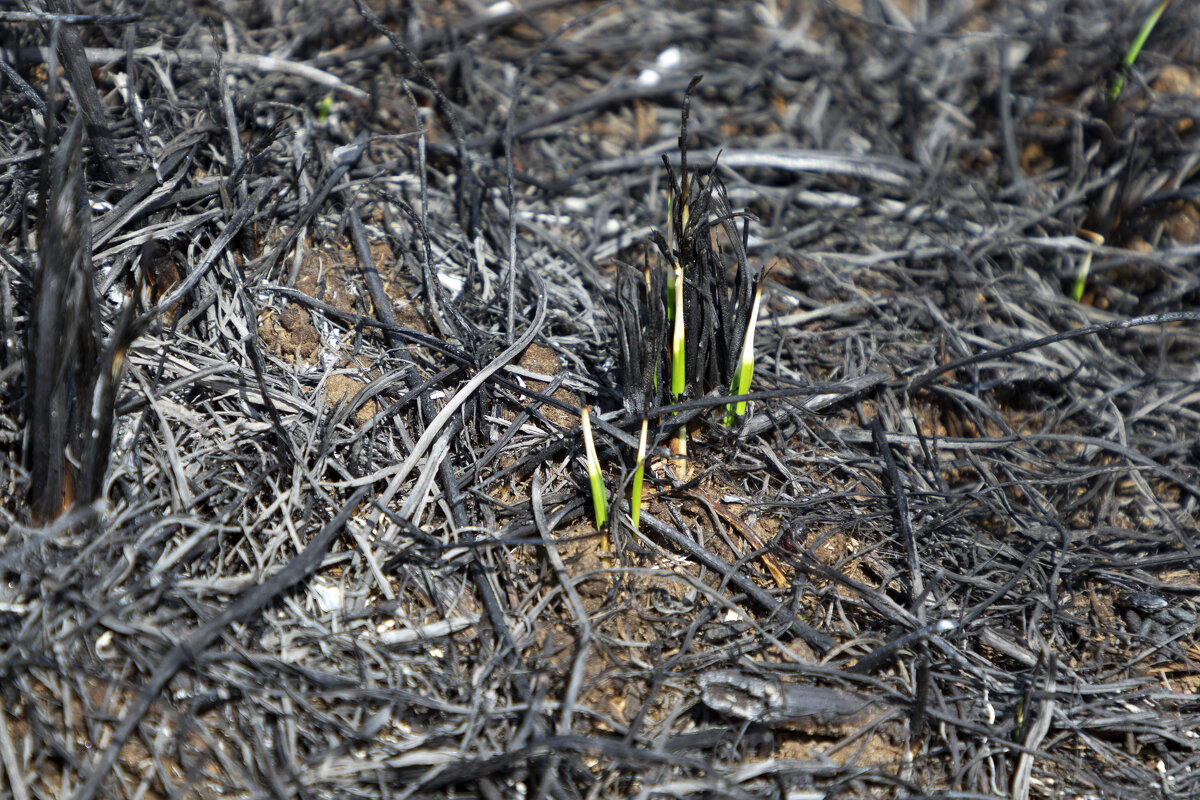 Жизнь на пепелище продолжается. - Анатолий. Chesnavik. Жизнь на пепелище продолжается. - Анатолий. Chesnavik.