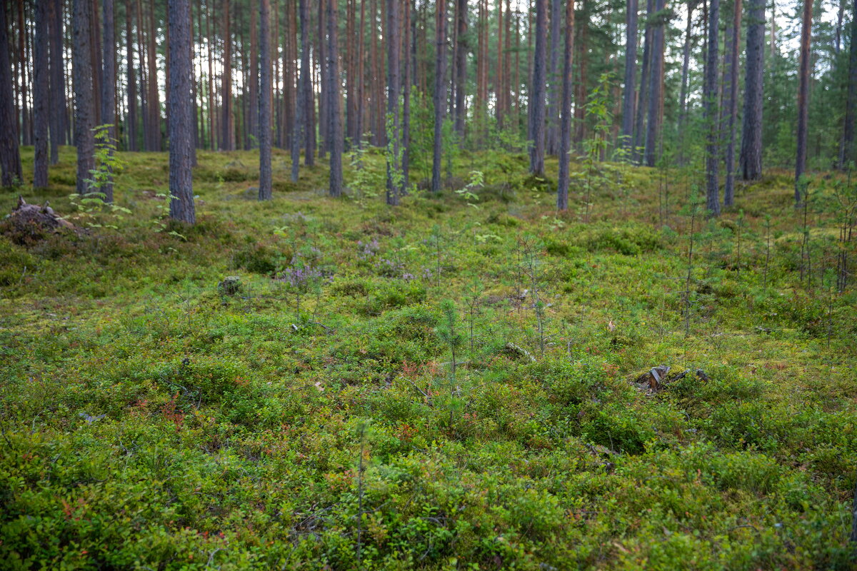 остров коневец. - юрий макаров остров коневец. - юрий макаров
