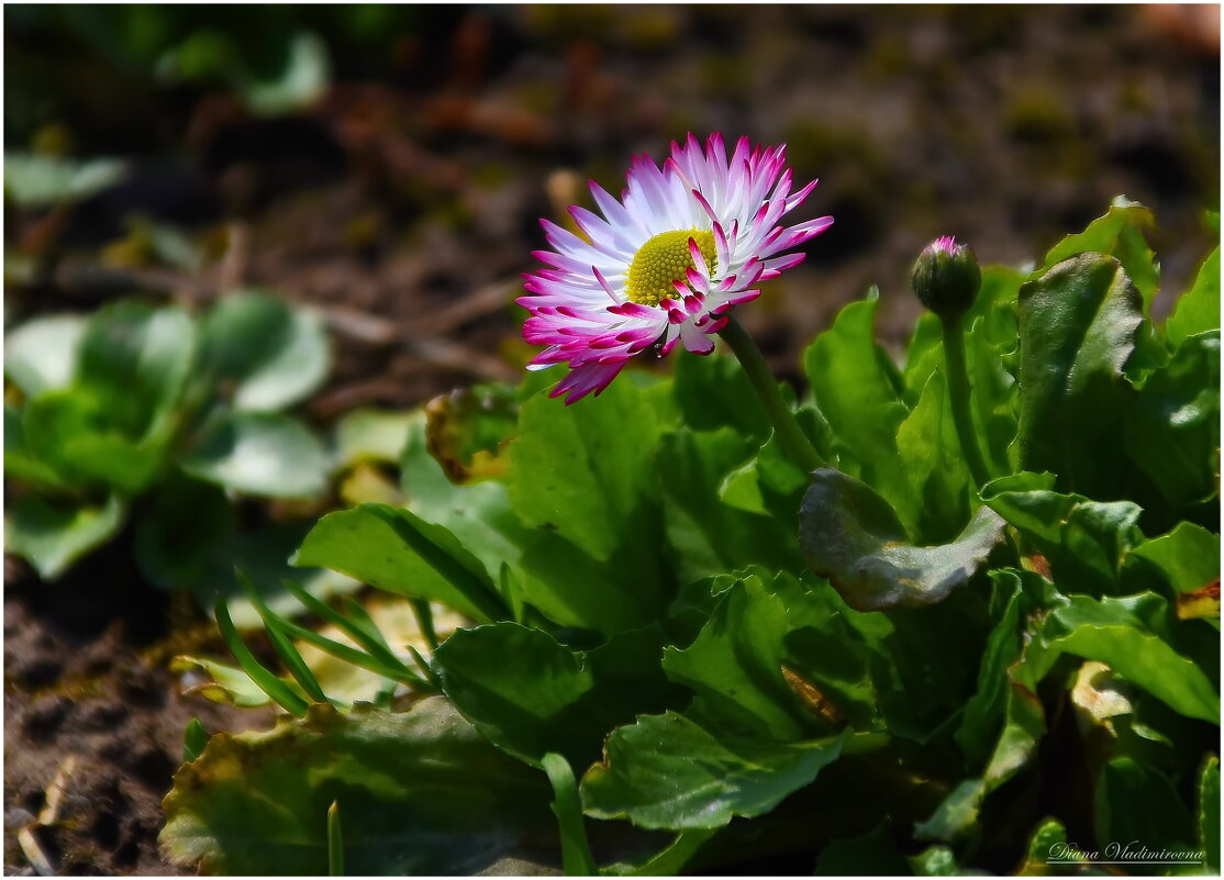 Маргаритка. - DianaVladimirovna Маргаритка. - DianaVladimirovna