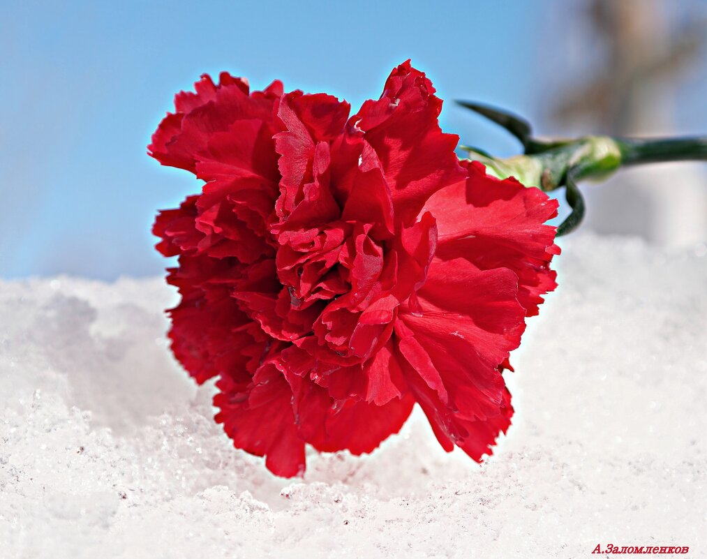 И не ко всем апрель был милосердным... - Андрей Заломленков И не ко всем апрель был милосердным... - Андрей Заломленков