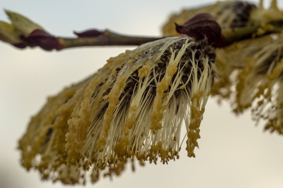 после бала - Helga Sergeenko