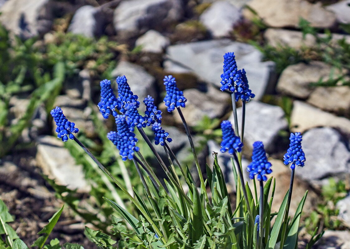 Мускарики - gribushko грибушко Николай Мускарики - gribushko грибушко Николай