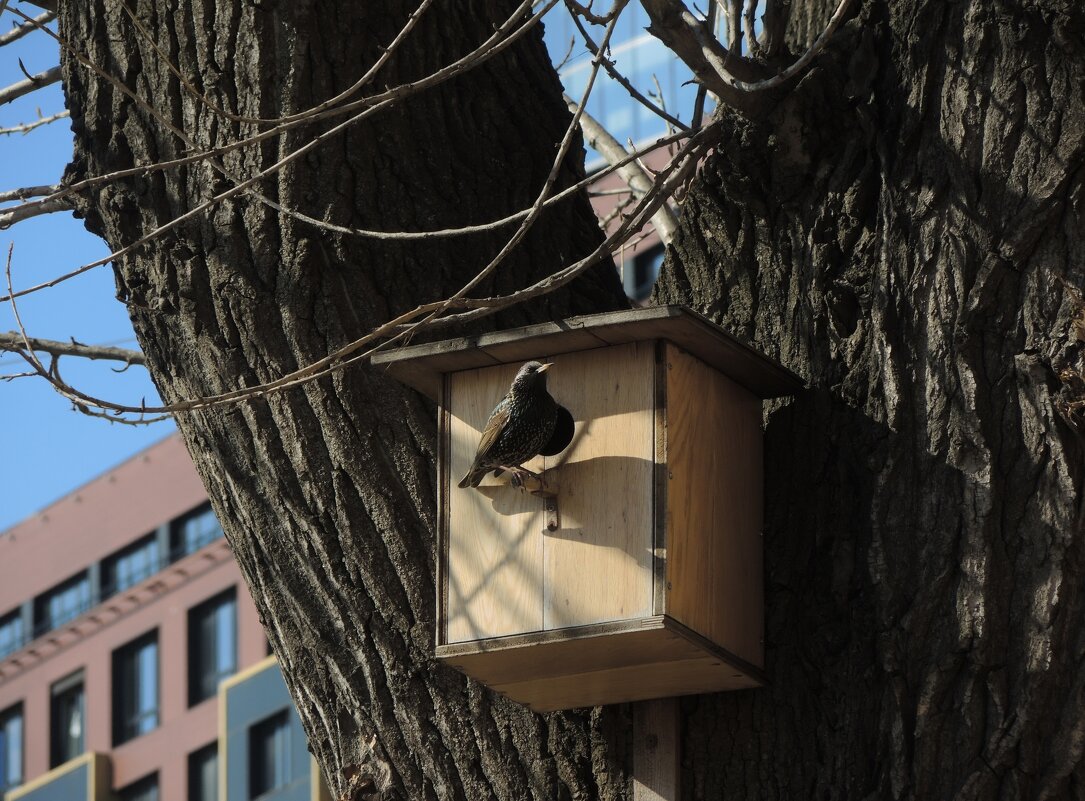 городская прописка - sv.kaschuk 