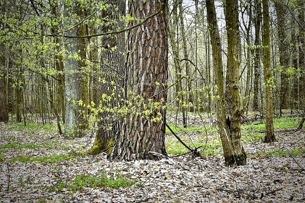 Пробуждение леса - Gera 