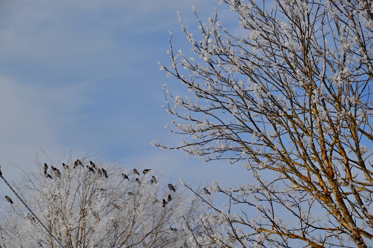 МОЯ ДЕРЕВНЯ. - Виктор Осипчук МОЯ ДЕРЕВНЯ. - Виктор Осипчук