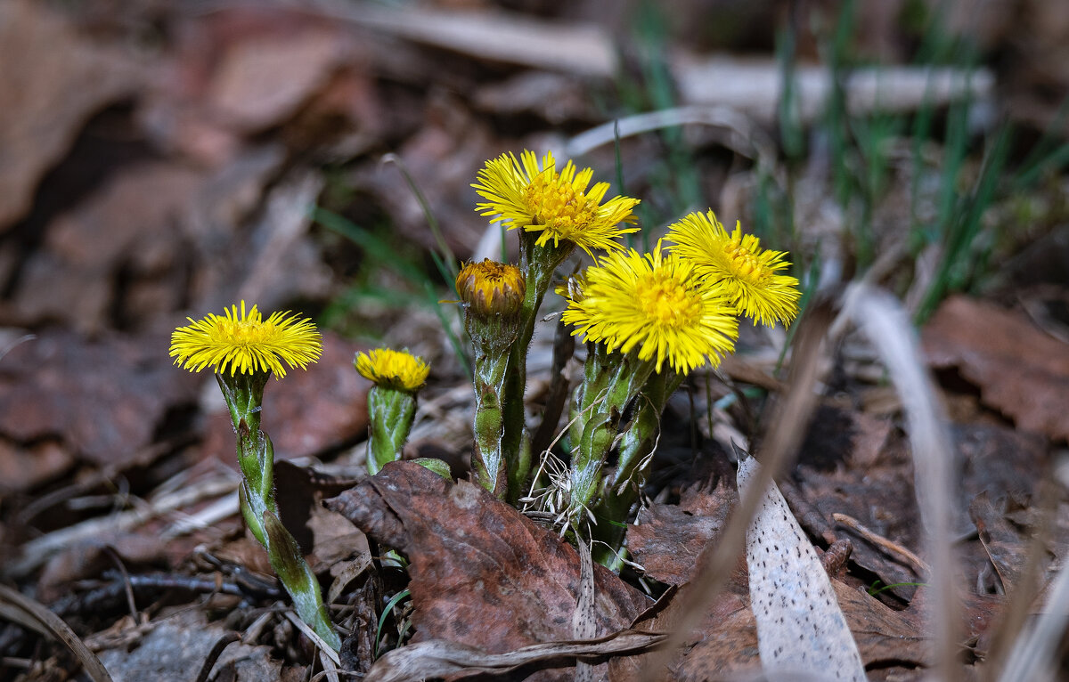 МАТЬ-И-МАЧЕХА - Володька Завитушкин