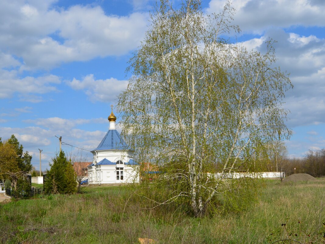 Новочеркасск. Молодая берёзка у часовни Уара Мученика. - Пётр Чернега