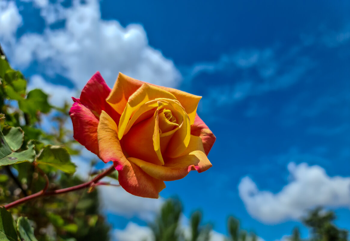 Роза - Валерий Т Роза - Валерий Т