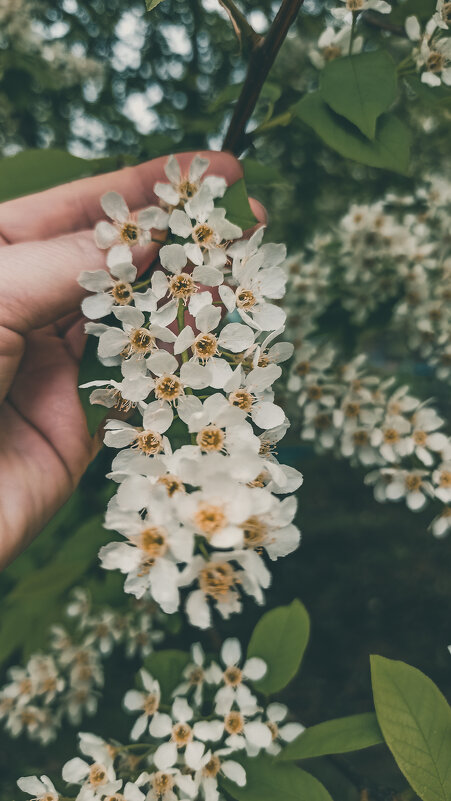 цветёт черемуха - Валентина Ильиных