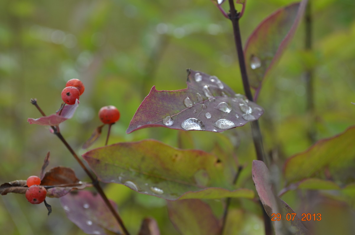 Капли дождя - Ekaterina Voronov@