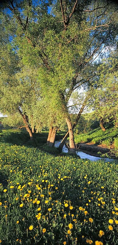 Одуванчики на Угре - Сергей Курников Одуванчики на Угре - Сергей Курников