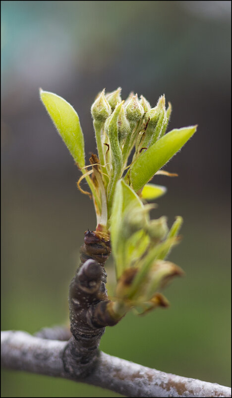 Груша - Александр Тарноградский