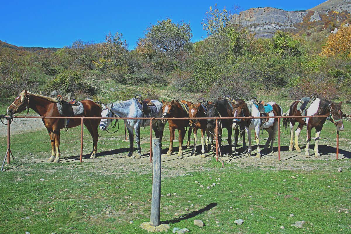 Конные прогулки в Лучистом (Из архива) - Валентин Семчишин Конные прогулки в Лучистом (Из архива) - Валентин Семчишин