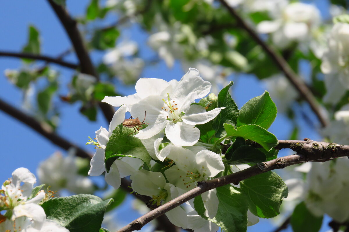 Май - Григорий охотник