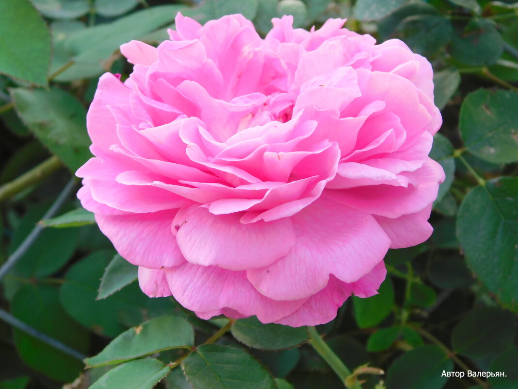 Роза. - Валерьян Запорожченко