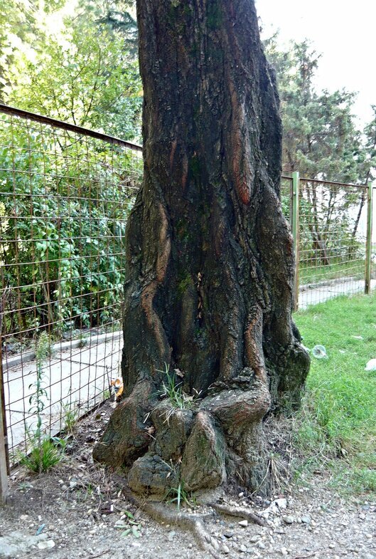 "Трон" - Вера Щукина