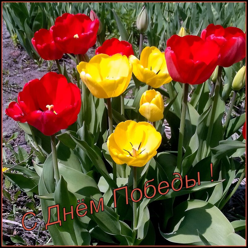 ДЕНЬ ПОБЕДЫ ! - Мила Бовкун ДЕНЬ ПОБЕДЫ ! - Мила Бовкун