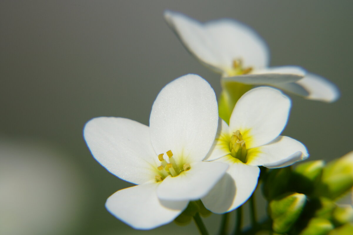 *** - Иван Литвинов