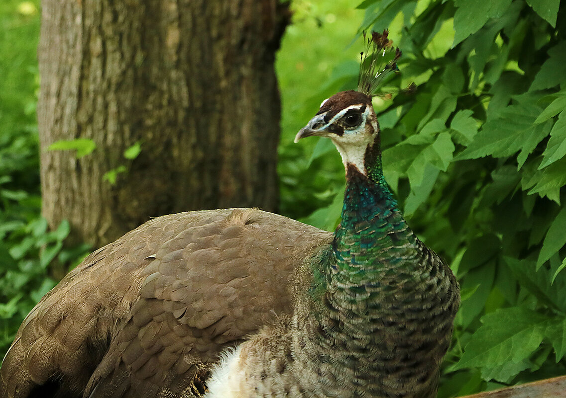 Пава - Светлана Пава - Светлана
