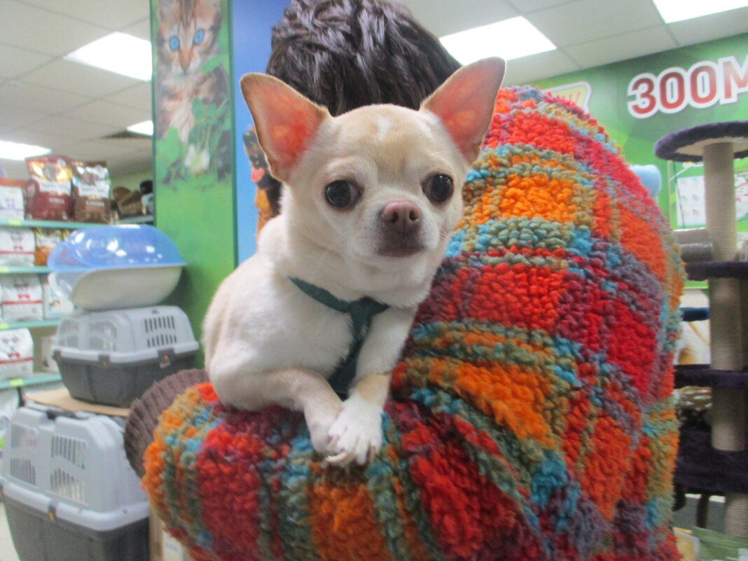 Наш посетитель. - Зинаида 