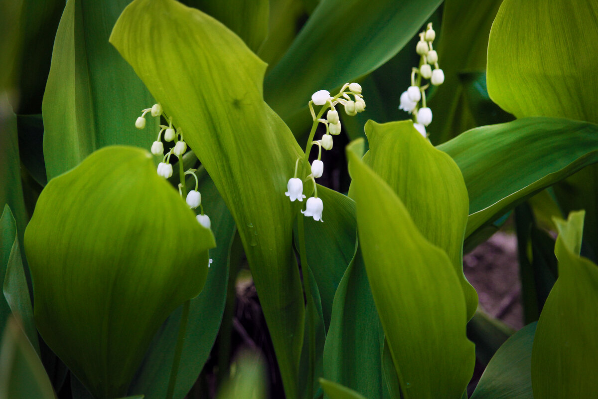 ...Очень скромные цветы, но они такие милые. ... - barsuk lesnoi