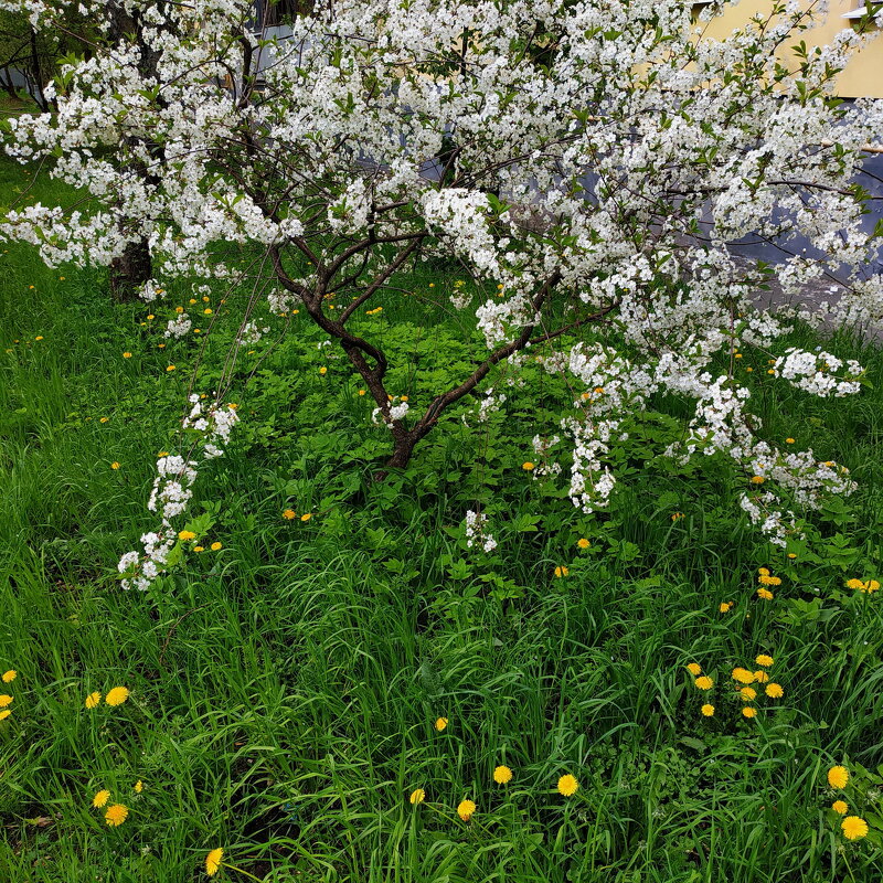 Был месяц май - Андрей Лукьянов Был месяц май - Андрей Лукьянов