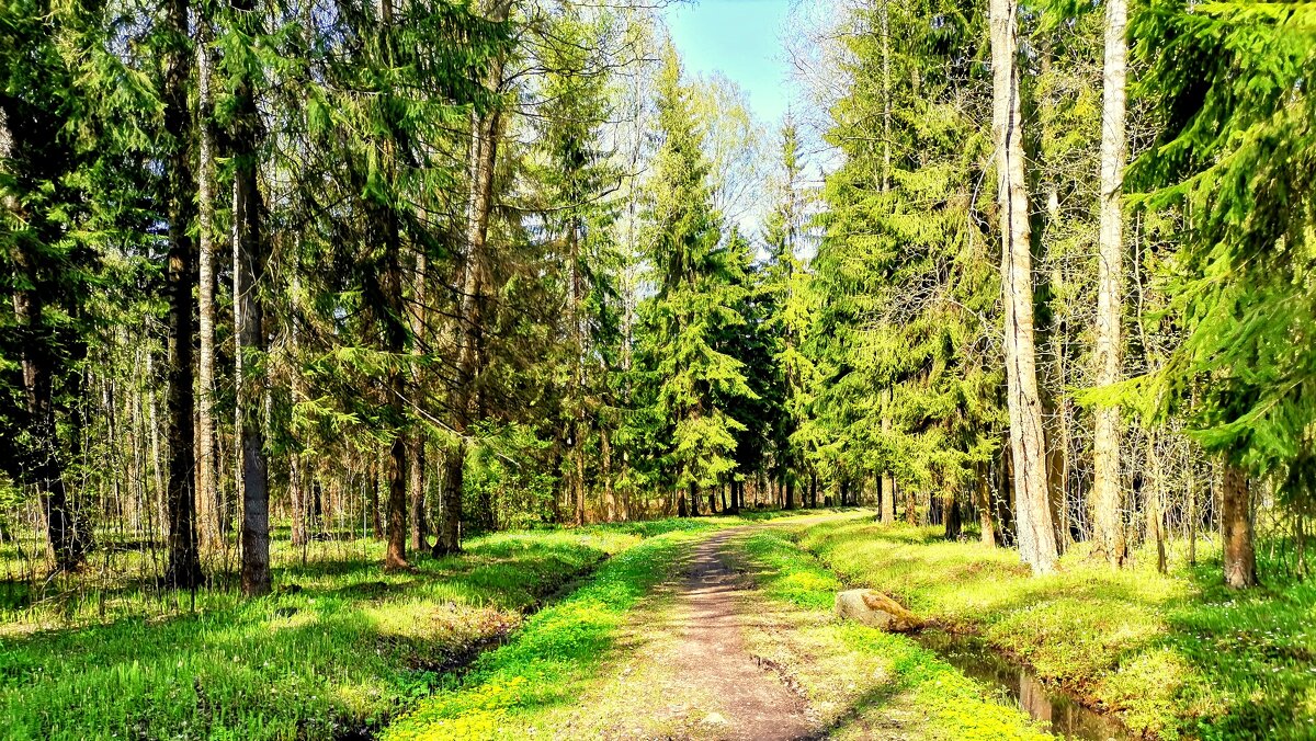 В Павловском парке весной - 4 - Сергей 